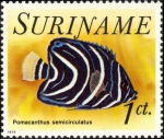 Pomacanthus semicirculatus (juv.)
