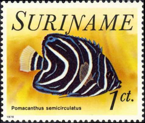 Pomacanthus semicirculatus (juv.) Pomacanthus semicirculatus (juv.)