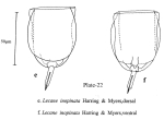 Lecane inopinata