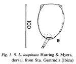 Lecane inopinata