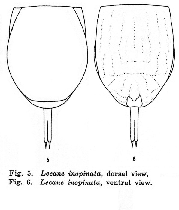 Lecane inopinata - Original description image