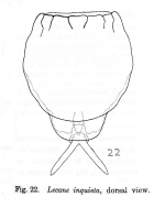 Lecane inquieta - Original description image