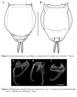 Lecane insulaconae - Original description image