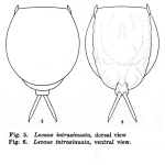 Lecane intrasinuata