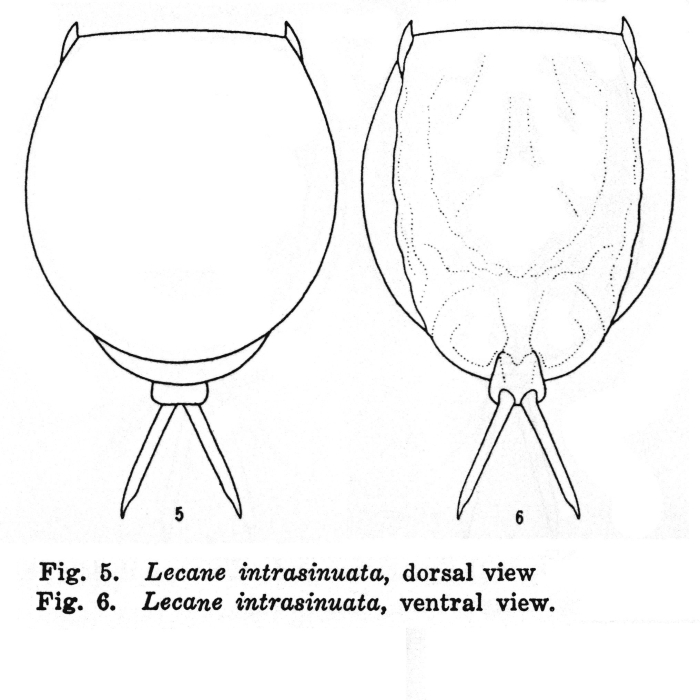 Lecane intrasinuata
