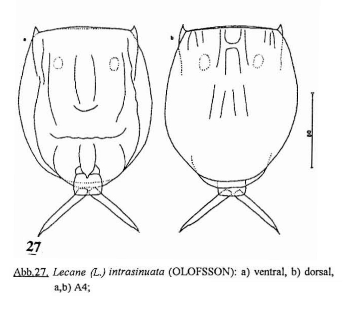 Lecane intrasinuata