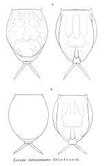 Lecane intrasinuata