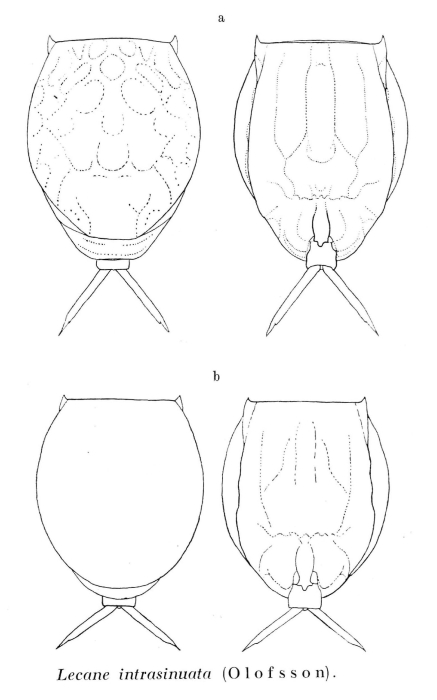 Lecane intrasinuata Lecane intrasinuata