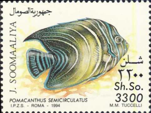 Pomacanthus semicirculatus (juv.) Pomacanthus semicirculatus (juv.)