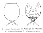 Lecane intrasinuata