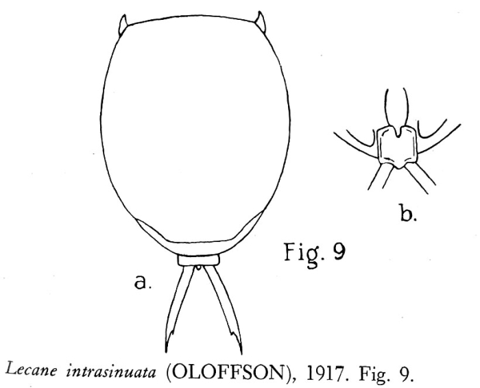 Lecane intrasinuata