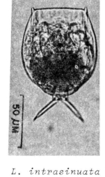 Lecane intrasinuata