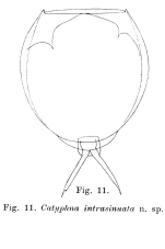 Lecane intrasinuata