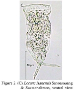 Lecane isanensis