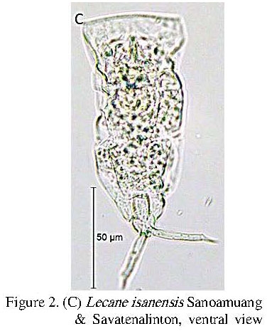 Lecane isanensis Lecane isanensis