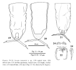 Lecane isanensis - Original description image