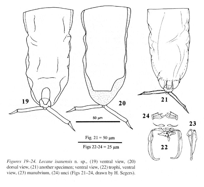 Lecane isanensis - Original description image