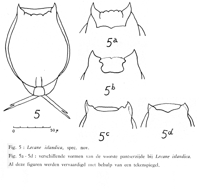 Lecane islandica - Original description image