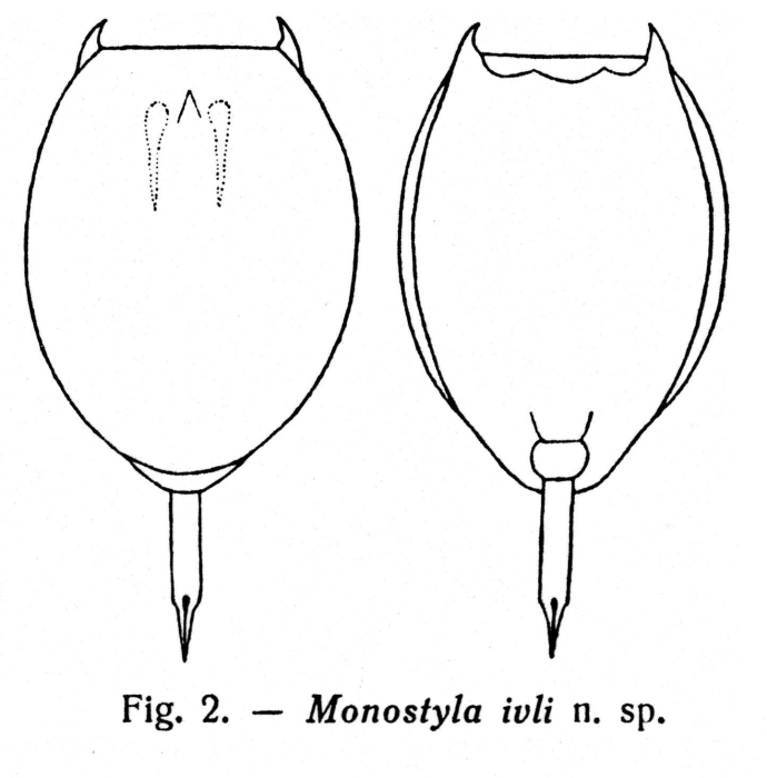 Lecane ivli - Original description image