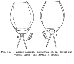 Lecane jaintiaensis - Original description image