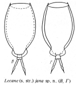 Lecane jana - Original description image