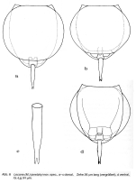 Lecane janetzkyi - Original description image