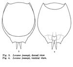 Lecane jessupi