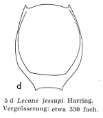 Lecane jessupi