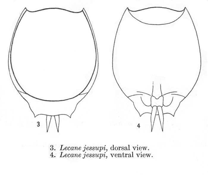 Lecane jessupi - Original description image