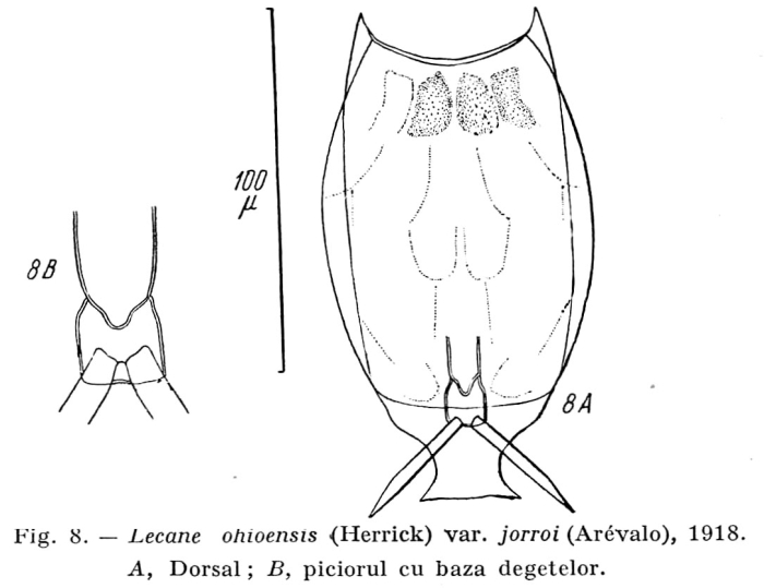 Lecane jorroi Lecane jorroi