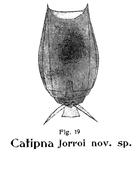 Lecane jorroi - Original description image