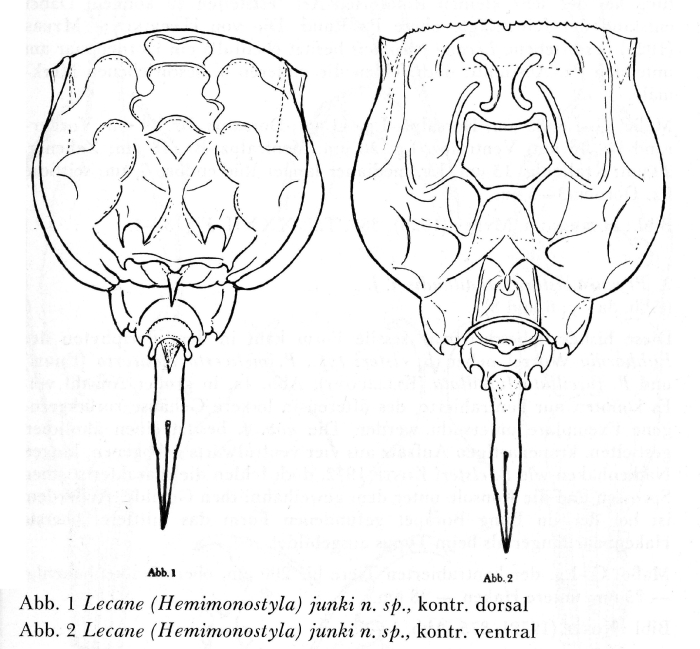 Lecane junki - Original description image