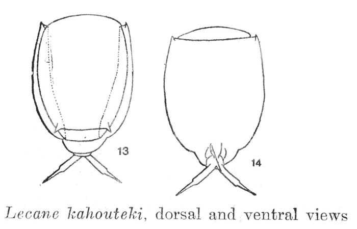 Lecane kahouteki Lecane kahouteki