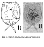 Lecane kasumiensis - Original description image