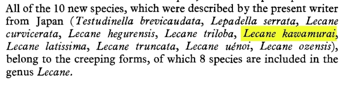 Lecane kawamurai - Original description image
