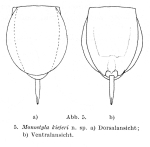 Lecane kieferi - Original description image