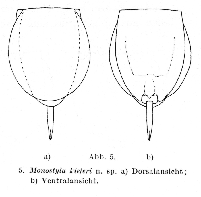 Lecane kieferi - Original description image