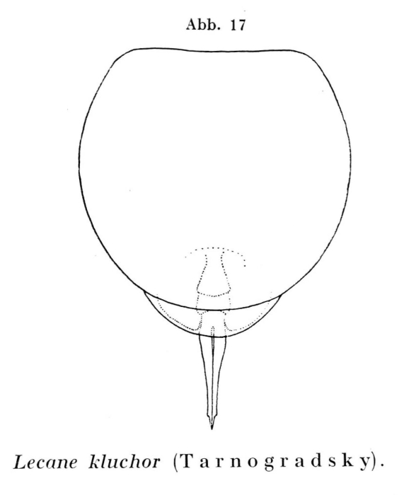 Lecane kluchor