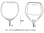 Lecane kluchor