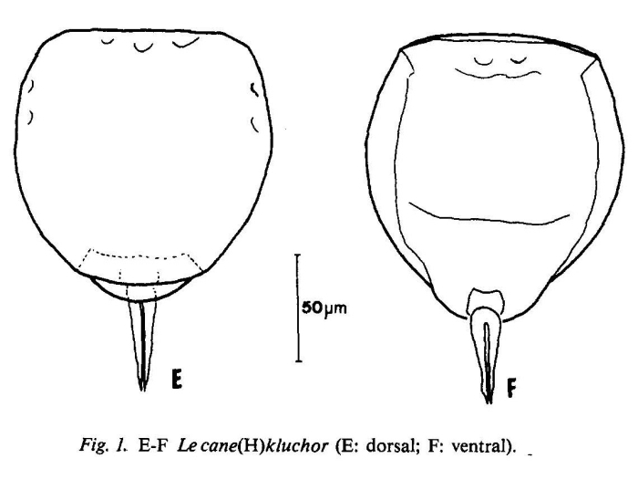 Lecane kluchor Lecane kluchor