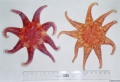 Echinodermata (echinoderms)