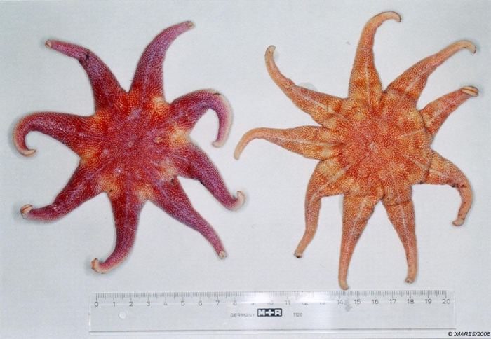 Solaster endeca (Linnaeus, 1771) Solaster endeca (Linnaeus, 1771)