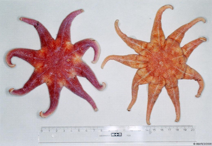 Solaster endeca (Linnaeus, 1771)