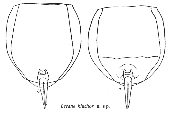 Lecane kluchor - Original description image