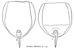 Lecane kluchor