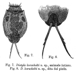 Lecane korschelti - Original description image
