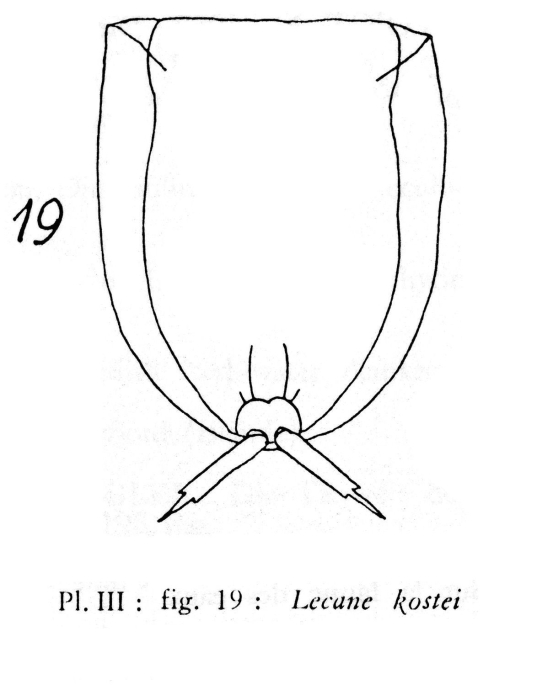 Lecane kostei - Original description image