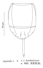 Lecane kunthuleensis