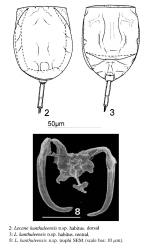 Lecane kunthuleensis - Original description image