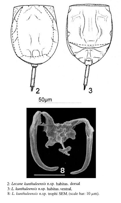 Lecane kunthuleensis - Original description image